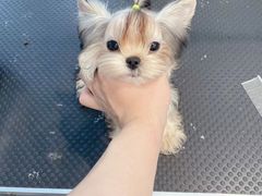 -萌宠之家·腊肠犬·马尔泰·小体犬舍