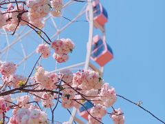 -顾村公园