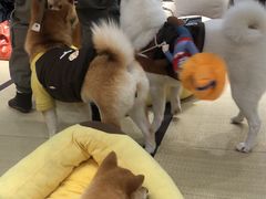-逗柴咖啡屋·狗咖猫咖宠物桌游