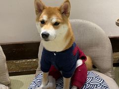 -逗柴咖啡屋·狗咖猫咖宠物桌游