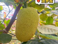 -北戴河集发农业梦想王国