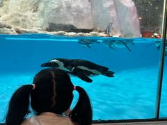 -帝企鹅自助餐厅•儿童岛•真企鹅(长隆企鹅酒店)