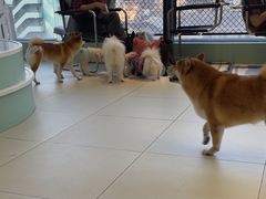 -怪兽屋·羊驼·猫咖·狗咖(俊华广场店)