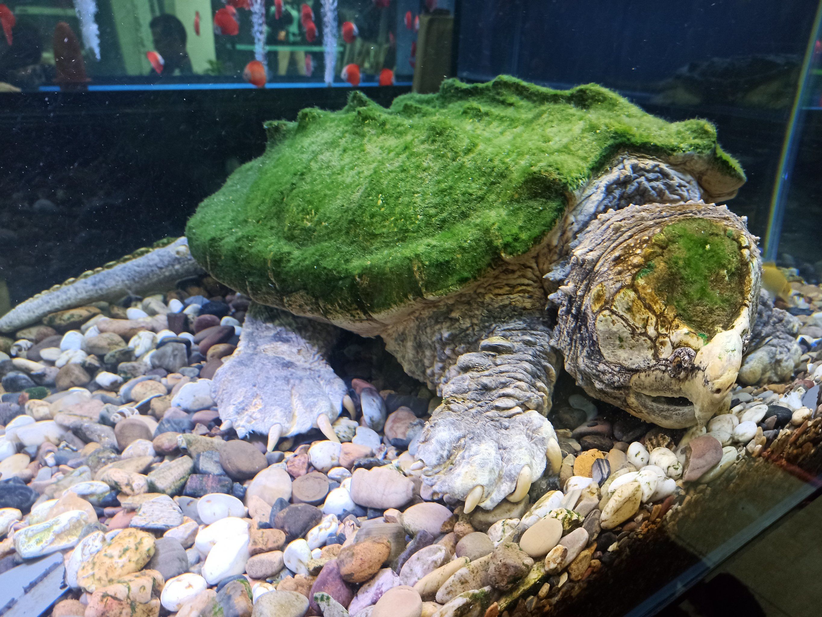 广州芳村花鸟鱼虫新世界