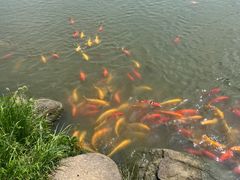-池杉湖湿地公园