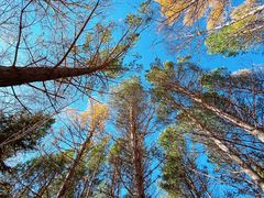 -塞罕坝国家级自然保护区