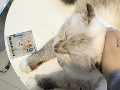 -怪兽屋·羊驼·猫咖·狗咖(俊华广场店)