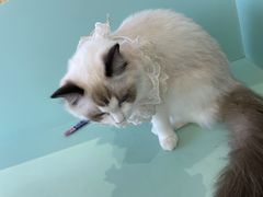 -怪兽屋·羊驼·猫咖·狗咖(俊华广场店)