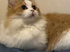 -Bastet sally猫舍购宠(静安店)