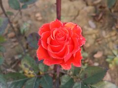 -三圣花乡旅游区