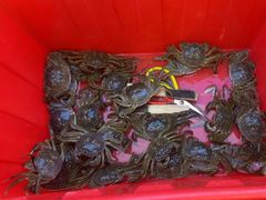 -蟹天蟹地农家菜·阳澄湖大闸蟹(浅水湾店)