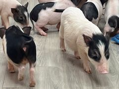 -猪盟咖啡店(玖洲道店)