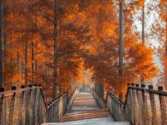 -黄海国家森林公园