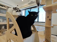 -有喵·猫咖·狗咖·30几只猫10只小狗(岗厦店)