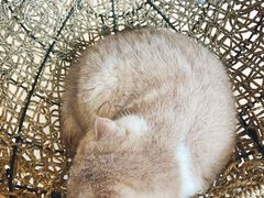 -飞行喵MR PILOT|猫舍·猫咖(静安大融城店)