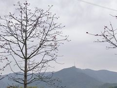 -梧桐山风景名胜区