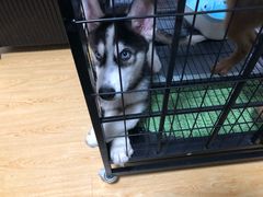 -翊宠yipet猫狗购宠庄园犬舍•猫舍