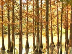 -桤木河湿地公园