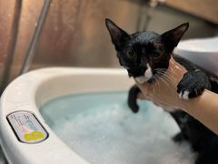 -PETKIT小佩宠物·低压洗护(国顺东路店)