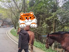 -铁山坪森林公园