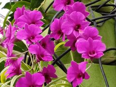 -国家植物园南园