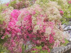 -深圳国际园林花卉博览园