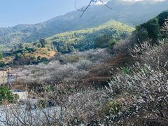 -广州市流溪河国家森林公园