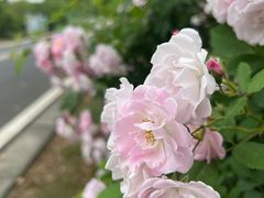 -同里国家湿地公园