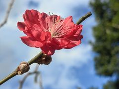 -莲花山公园