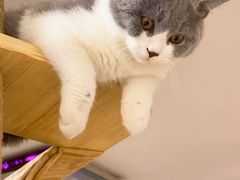 -佳怡动物医院·平价24小时·猫专科骨外科