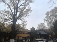 -灵谷景区