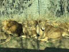 -北京野生动物园