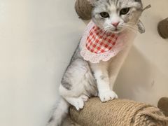-共舞时光猫咖·狗咖(新街口店)
