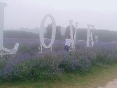 -北京东方普罗旺斯薰衣草庄园