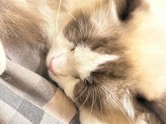 -猫的茶·猫咖
