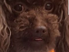 -帕帕拉兹宠物(亚洲旗舰店)