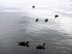 -湖畔居茶楼(湖滨店)