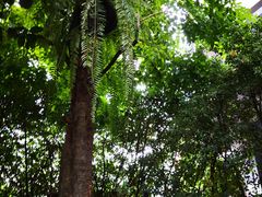 -Fern Forest Cafe