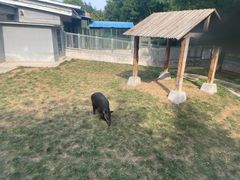 -石家庄市动物园