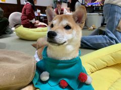 -逗柴咖啡屋·狗咖猫咖宠物桌游