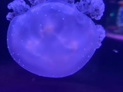 -欢乐海岸海洋奇梦馆