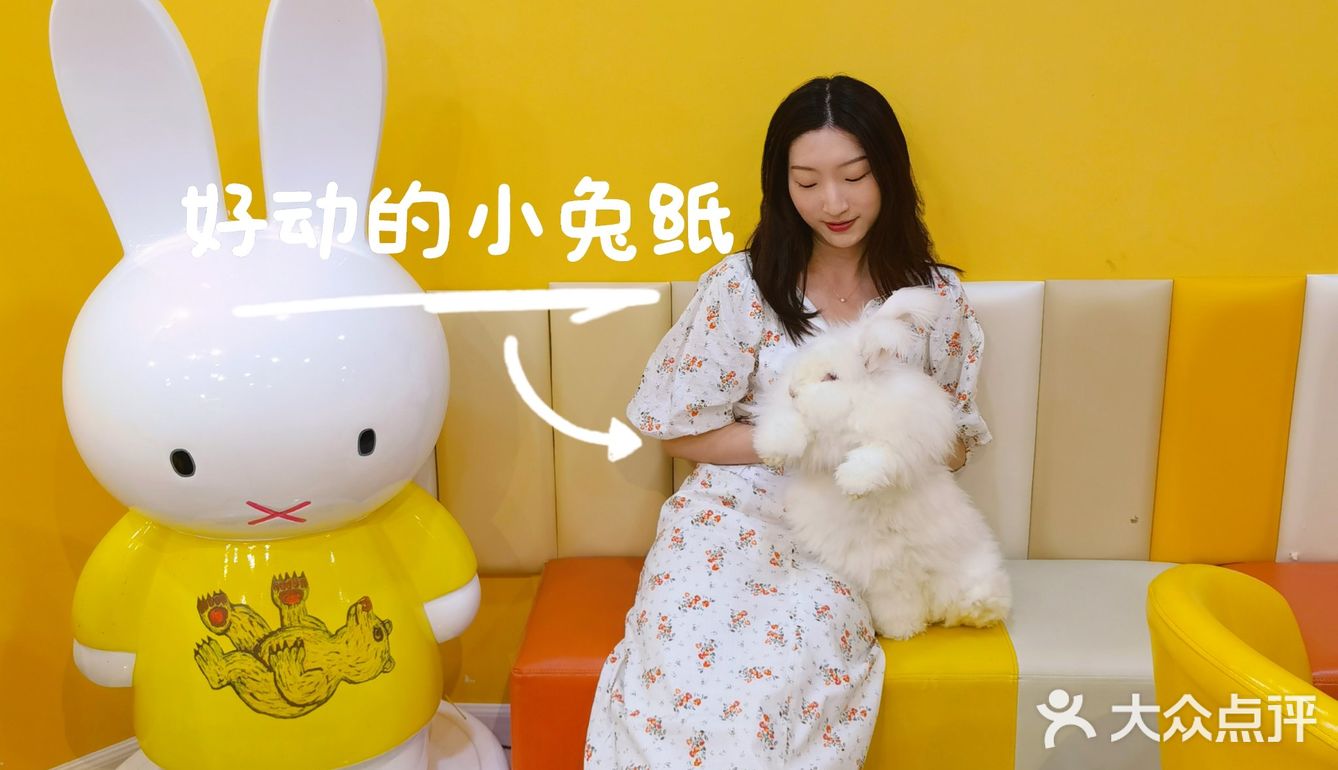 成都探店丨安哥拉巨兔超萌的