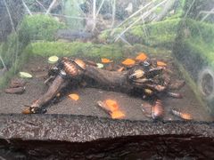 -上海大自然野生昆虫馆