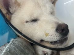 -瑞派旺宝宠物医院·犬猫全科综合·尿道专科(莲兴院)