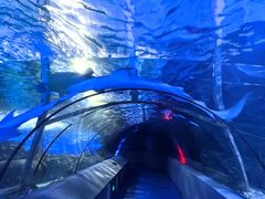 -太平洋海底世界