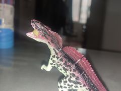 -辽宁古生物博物馆
