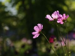 -海花岛旅游度假区