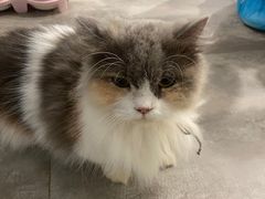 -楼上猫咖(罗湖店)