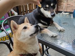 -柴犬高等学院·狗咖·柴犬售卖·宠物训练