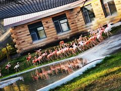 -哈尔滨北方森林动物园